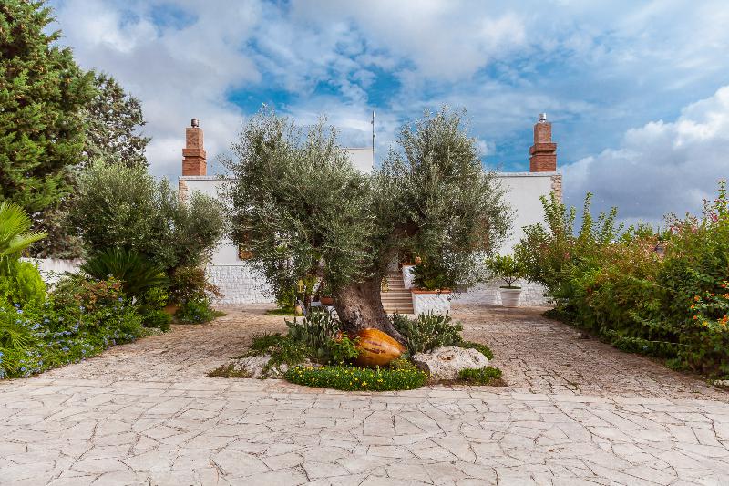 Brindisi tour and olive tree grove visit in Ostuni and extra virgin olive oil tasting